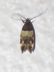 Triclonella determinatella