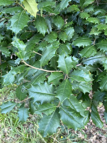 Ilex opaca var. opaca