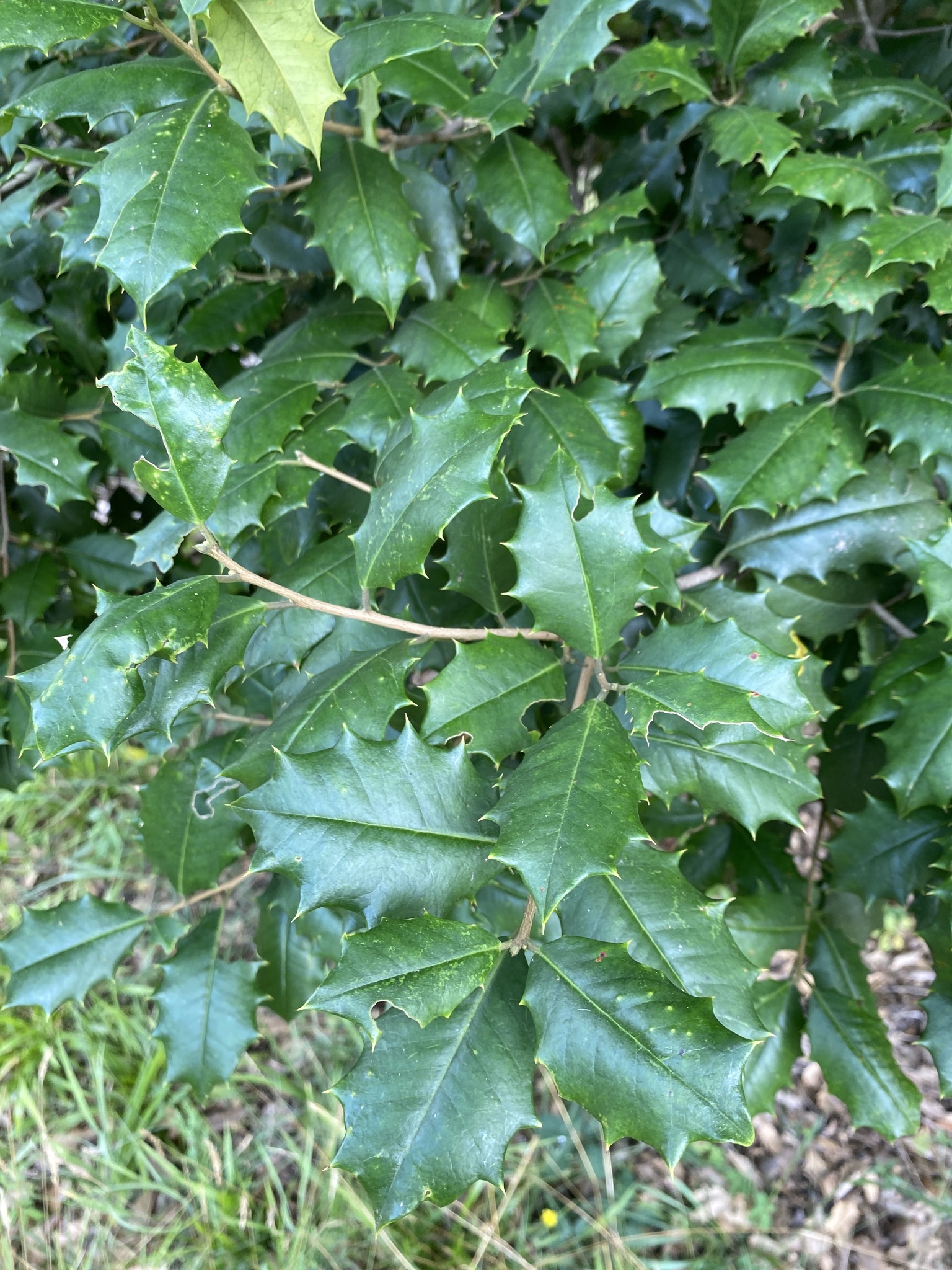 Ilex opaca var. opaca