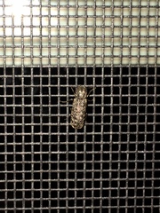 Lichenophanes bicornis