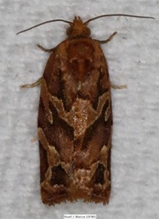 Argyrotaenia hodgesi