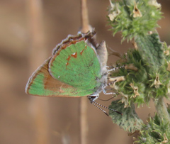 Callophrys affinis