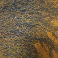 Fontinalis novae-angliae