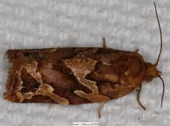 Argyrotaenia hodgesi