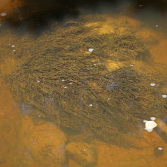 Fontinalis novae-angliae