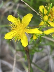 Hypericum lloydii
