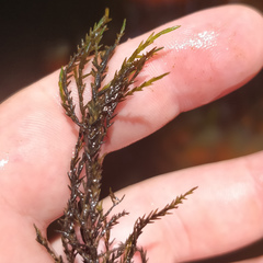 Fontinalis novae-angliae