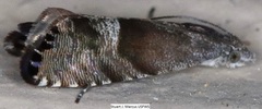 Sereda tautana