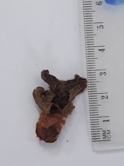 Phobetron hipparchia