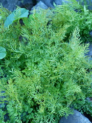 Cryptogramma cascadensis