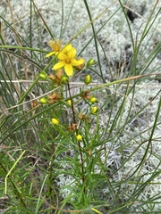 Hypericum lloydii