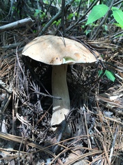 Boletus quercophilus