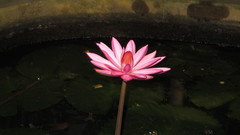 Nymphaea rubra