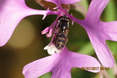 Platycheirus stegnus