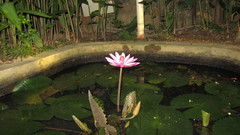 Nymphaea rubra