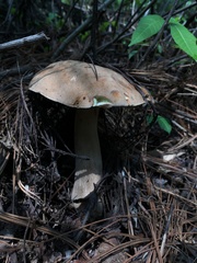 Boletus quercophilus
