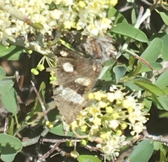 Litocala sexsignata