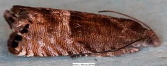 Sereda tautana