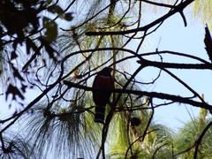 Trogon mexicanus
