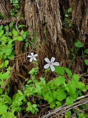 Phlox adsurgens