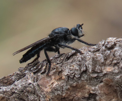 Andrenosomatini