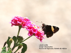 Thorybes pseudocellus