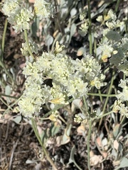 Eriogonum compositum