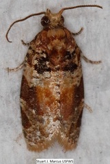 Argyrotaenia kimballi