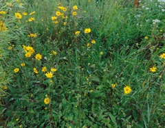 Helianthus occidentalis