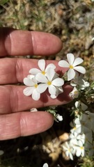 Leptosiphon floribundus