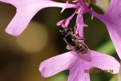 Platycheirus stegnus