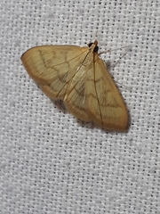 Crocidophora tuberculalis