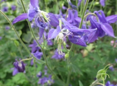 Aquilegia coerulea