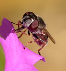 Platycheirus stegnus