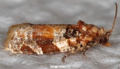 Argyrotaenia kimballi