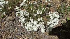 Leptosiphon floribundus