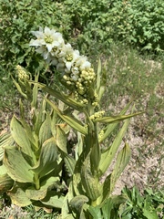 Veratrum californicum