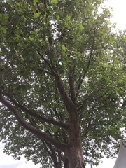 Platanus
