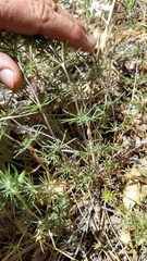 Leptosiphon floribundus