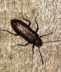 Strongylium crenatum