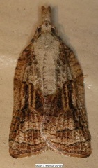 Platynota idaeusalis