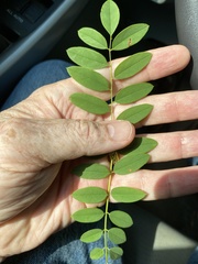 Robinia viscosa