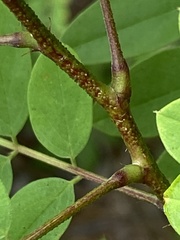 Robinia viscosa