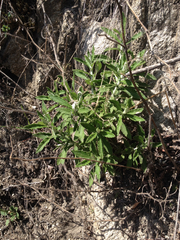 Pseudognaphalium biolettii