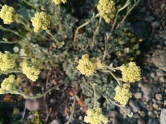 Artemisia glomerata