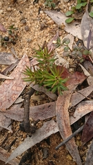 Persoonia hindii