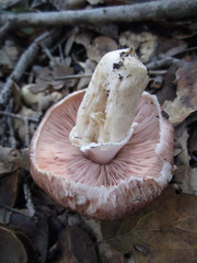 Agaricus megalocarpus