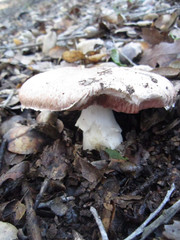 Agaricus megalocarpus