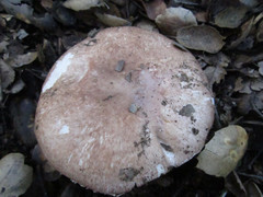 Agaricus megalocarpus
