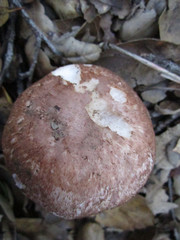 Agaricus megalocarpus